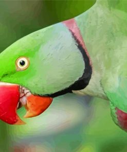 Close Up Alexandrine Parakeet Diamond Painting