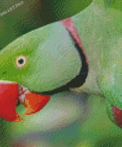 Close Up Alexandrine Parakeet Diamond Painting