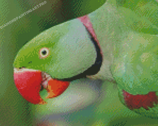 Close Up Alexandrine Parakeet Diamond Painting