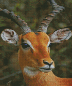 Close Up Wild Impala Diamond Painting