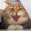 Cool Angry Cat Diamond Painting