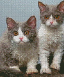 Selkirk Rex Cats Diamond Painting