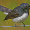 Willie Wagtail Diamond Painting