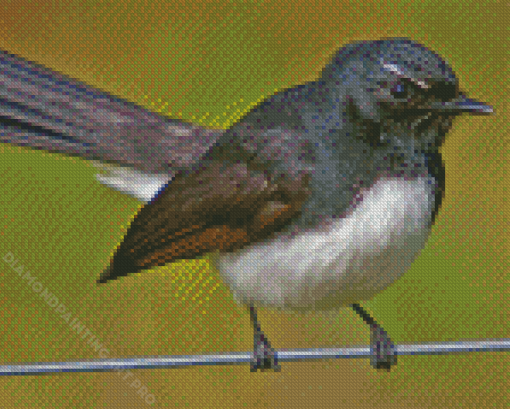 Willie Wagtail Diamond Painting