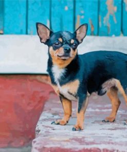 Cute Black Chihuahua Diamond Painting