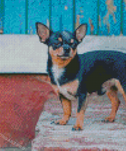 Cute Black Chihuahua Diamond Painting