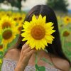 Girl With Sunflower Diamond Painting