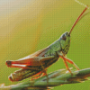 Green Grasshopper Diamond Painting