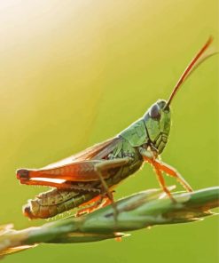 Green Grasshopper Diamond Painting