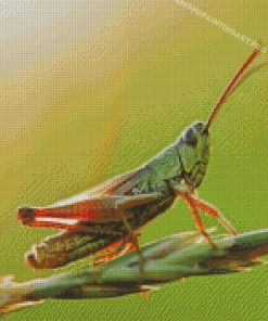 Green Grasshopper Diamond Painting