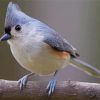 Grey Tufted Titmouse Diamond Painting