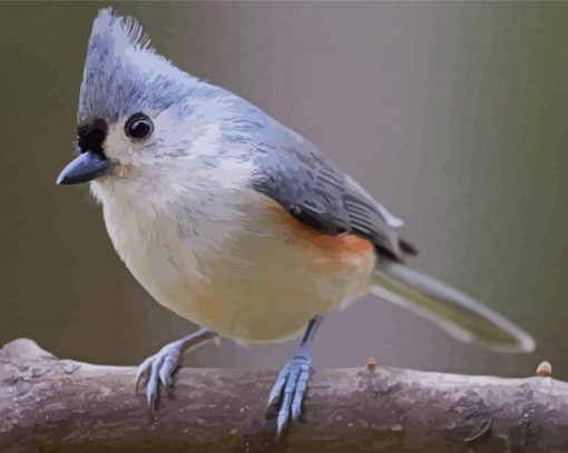 Grey Tufted Titmouse Diamond Painting