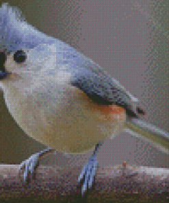 Grey Tufted Titmouse Diamond Painting