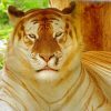 Mad Golden Tiger Diamond Painting