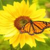 Monarch Butterfly On Sunflower Diamond Painting