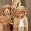 Nova Scotia Duck Toller Puppies Diamond Painting