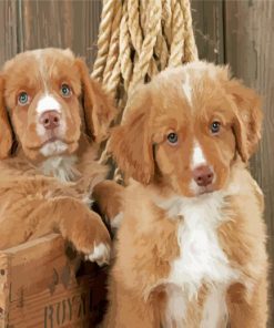 Nova Scotia Duck Toller Puppies Diamond Painting