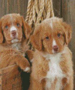 Nova Scotia Duck Toller Puppies Diamond Painting