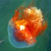 Orange Big Jellyfish Diamond Painting