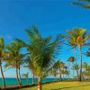 Palm Trees In Varadero Diamond Painting