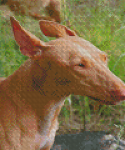 Pharaoh Hound Head Diamond Painting