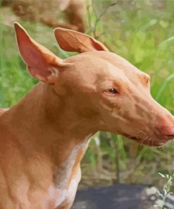 Pharaoh Hound Head Diamond Painting