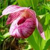 Pink And White Lady Slipper Diamond Painting