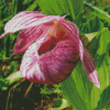 Pink And White Lady Slipper Diamond Painting