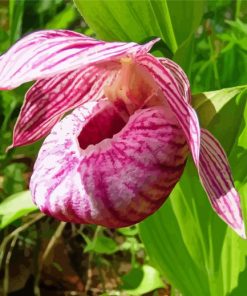 Pink And White Lady Slipper Diamond Painting