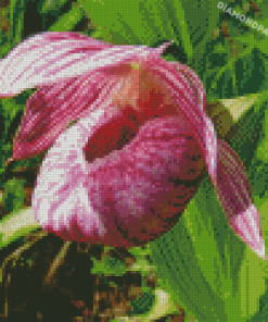 Pink And White Lady Slipper Diamond Painting