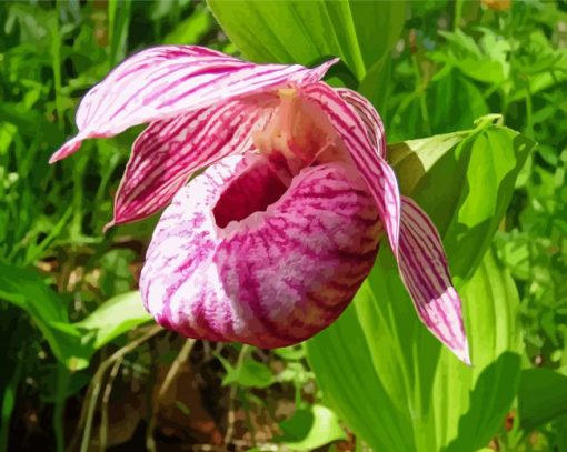 Pink And White Lady Slipper Diamond Painting