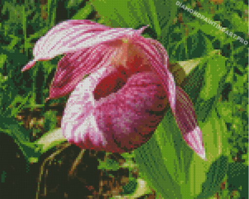 Pink And White Lady Slipper Diamond Painting