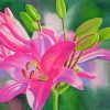 Pink Lilies Diamond Painting