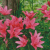 Pink Lily Flowers Garden Diamond Painting