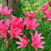 Pink Lily Flowers Garden Diamond Painting