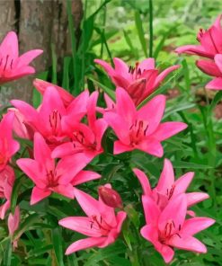 Pink Lily Flowers Garden Diamond Painting