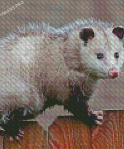 Possum Diamond Painting