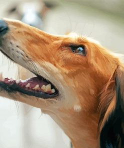 Saluki Head Diamond Painting