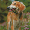 Saluki Dog Diamond Painting