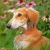 Saluki Sitting Diamond Painting