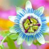 Soft Blue Passion Flower Diamond Painting