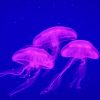 Three Blue And Purple Jellyfish Underwater Diamond Painting