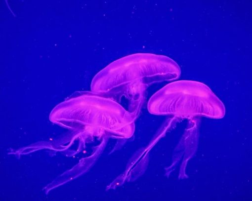 Three Blue And Purple Jellyfish Underwater Diamond Painting