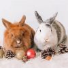 Two Rabbits With Christmas Decoration Diamond Painting