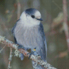 Whiskey Jack Bird On Stick Diamond Painting