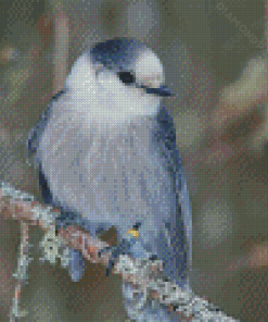 Whiskey Jack Bird On Stick Diamond Painting