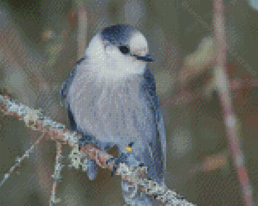 Whiskey Jack Bird On Stick Diamond Painting