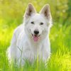 White German Shepherd Diamond Painting