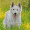 White German Shepherd Diamond Painting