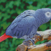 African Gray Parrot Diamond Painting